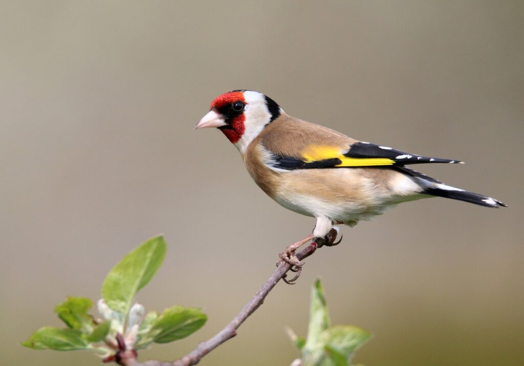 Are There Bird-watching Opportunities In Big Bend National Park?