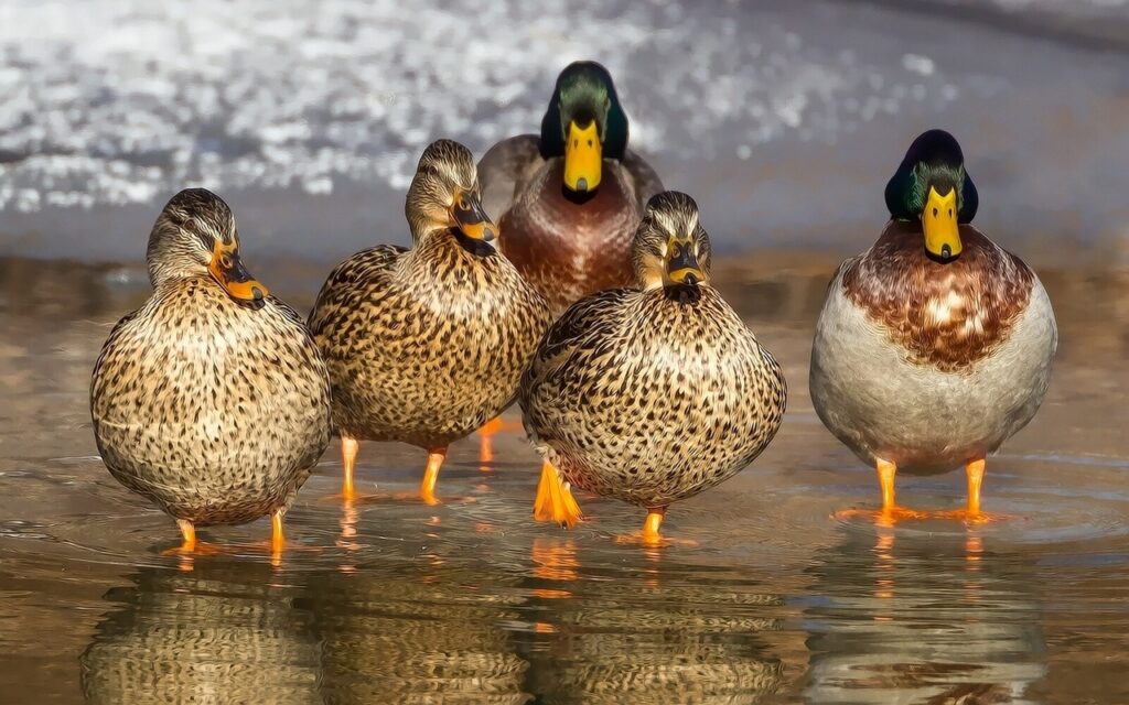 Are There Bird-watching Opportunities In Big Bend National Park?