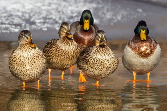 are there bird watching opportunities in big bend national park 6