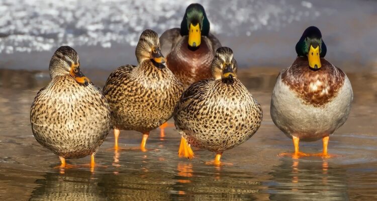 are there bird watching opportunities in big bend national park 6