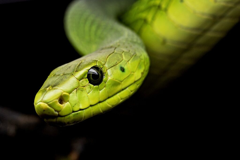 Are There Snake Encounters In Big Bend National Park?